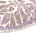 Immunohistochemical staining of LGR5 using anti-LGR5 antibody. LGR5 was detected in a paraffin-embedded section of mouse small intestine tissue. Heat mediated antigen retrieval was performed in EDTA buffer (pH 8.0, epitope retrieval solution). The tissue section was blocked with 10% goat serum. The tissue section was then incubated with 2 ug/ml rabbit anti-LGR5 antibody overnight at 4oC. Peroxidase Conjugated Goat Anti-rabbit IgG was used as secondary antibody and incubated for 30 min at 37oC.