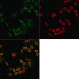 Immunofluorescent staining of methanol-fixed human MCF7 cells with ER antibody (clone ER506, green) and Reddot nuclear stain (red).