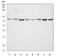 Western blot testing of 1) rat brain, 2) rat spleen, 3) rat C6, 4) rat PC-12, 5) mouse brain, 6) mouse spleen, 7) mouse NIH 3T3 and 8) mouse RAW264.7 cell lysate with TCP1 beta antibody. Predicted molecular weight ~57 kDa.