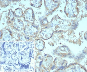 IHC staining of FFPE human placental tissue with CD147 antibody (clone BSG/7953) at 2ug/ml. Inset: PBS used in place of primary Ab (secondary Ab negative control). HIER: boil tissue sections in pH 9 10mM Tris with 1mM EDTA for 20 min and allow to cool before testing.