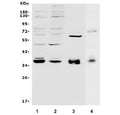 Western blot testing of human 1) HEK293, 2) K562, 3) 22RV1 and 4) rat PC-12 lysate with MAFA antibody. Predicted molecular weight ~37 kDa.