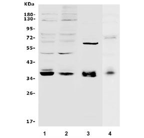 Western blot testing of human 1) HEK293, 2) K562, 3) 22RV1 and 4) rat PC-12 lysate with MAFA antibody. Predicted molecular weight ~37 kDa.