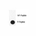 Dot blot analysis of phospho-FABP4 antibody. 50ng of phos-peptide or nonphos-peptide per dot were spotted.