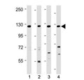 Western blot testing of INTS3 antibody at 1:2000 + Lane 1: human 293, 2: human HeLa, 3: human Jurkat lysate and 4: mouse NIH3T3 lysate. Predicted molecular weight ~118 kDa.
