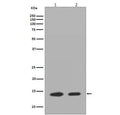 Western blot testing of 1) mouse Neuro-2a and 2) human HeLa cell lysate with Histone H2A.Z antibody. Predicted molecular weight ~14 kDa.