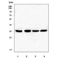 Western blot testing of 1) rat liver, 2) rat RH35, 3) mouse liver and 4) mouse NIH 3T3 cell lysate with LRRC59 antibody. Predicted molecular weight ~35 kDa.