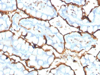 IHC staining of FFPE human small intestine with ACE antibody. HIER: boil tissue sections in pH 9 10mM Tris with 1mM EDTA for 20 min and allow to cool before testing.