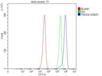 Flow Cytometry analysis of HEL cells using anti-TMOD4 antibody. Overlay histogram showing HEL cells stained with (Blue line). To facilitate intracellular staining, cells were fixed with 4% paraformaldehyde and permeabilized with permeabilization buffer. The cells were blocked with 10% normal goat serum. And then incubated with rabbit anti-TMOD4 antibody (1 ug/million cells) for 30 min at 20oC.