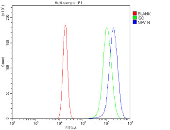 Flow Cytometry analysis of 293T cells using anti-NIP7 antibody. Overlay histogram showing 293T cells stained with (Blue line). To facilitate intracellular staining, cells were fixed with 4% paraformaldehyde and permeabilized with permeabilization buffer. The cells were blocked with 10% normal goat serum. And then incubated with rabbit anti-NIP7 antibody (1 ug/million cells) for 30 min at 20oC.