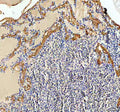 IHC staining of FFPE zebrafish brain tissue with Zebrafish Ckb antibody, HRP secondary and DAB substrate. HIER: boil tissue sections in pH8 EDTA for 20 min and allow to cool before testing.