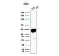 Western blot testing of human HT29 cell lysate with Keratin 20 antibody (clone KRT20/3224R). Predicted molecular weight ~46 kDa.