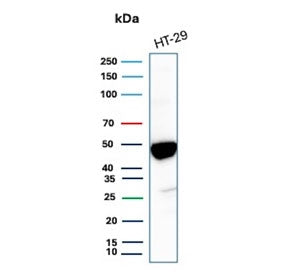 Western blot testing of human HT29 cell lysate with Keratin 20 antibody (clone KRT20/3224R). Predicted molecular weight ~46 kDa.