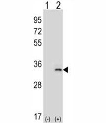 Western blot analysis of IL-33 antibody and 293 cell lysate (2 ug/lane) either nontransfected (Lane 1) or transiently transfected (2) with the IL33 gene. Predicted molecular weight: ~31/26kDa (isoforms a/b).