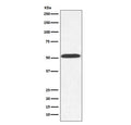 Western blot testing of Saccharomyces cerevisiae lysate with Alpha Tubulin antibody. Predicted molecular weight ~50 kDa.