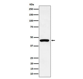 Western blot testing of human HepG2 cell lysate with Keratin 19 antibody. Predicted molecular weight ~43 kDa.