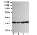 Western blot testing of beta Actin antibody at 1:1000 dilution and 1. human Jurkat, 2. human K562, 3. rat C6 and 4. mouse NIH3T3 cell lysates. Predicted molecular weight ~45 kDa.