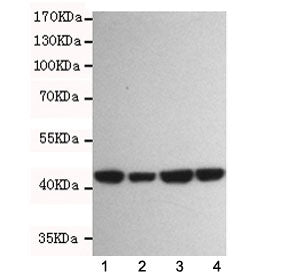 Western blot testing of beta Actin antibody at 1:1000 dilution and 1. human Jurkat, 2. human K562, 3. rat C6 and 4. mouse NIH3T3 cell lysates. Predicted molecular weight ~45 kDa.