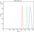 Flow cytometry testing of rat C6 cells with SMARCB1 antibody at 1ug/million cells (blocked with goat sera); Red=cells alone, Green=isotype control, Blue= SMARCB1 antibody.