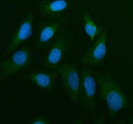 Immunofluorescent staining of FFPE human U-2 OS cells with CDC25B antibody (green) and DAPI nuclear stain (blue). HIER: steam section in pH6 citrate buffer for 20 min.