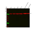 Western blot analysis of PLS1 using anti-PLS1 antibody. Lane 1: human whole cell lysates, Lane 2: human RT4 whole cell lysates, Lane 3: human whole cell lysates, Lane 4: human Caco-2 whole cell lysates, Lane 5: rat small intestine tissue lysates, Lane 6: rat stomach tissue lysates, Lane 7: mouse small intestine tissue lysates, Lane 8: mouse stomach tissue lysates. After electrophoresis, proteins were transferred to a nitrocellulose membrane at 150 mA for 50-90 min.