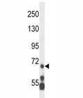 MLL5 antibody western blot analysis in HL-60 lysate.