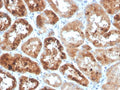 IHC staining of FFPE human kidney with RBP4 antibody. HIER: boil tissue sections in pH 9 10mM Tris with 1mM EDTA for 20 min and allow to cool before testing.