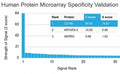 Analysis of HuProt(TM) microarray containing more than 19,000 full-length human proteins using BRCA-1 antibody (clone BRCA1/2973). These results demonstrate the foremost specificity of the BRCA1/2973 mAb. Z- and S- Score: The Z-score represents the strength of a signal that a monoclonal antibody (clone MAb) (in combination with a fluorescently-tagged anti-IgG secondary antibody) produces when binding to a particular protein on the HuProt(TM) array.