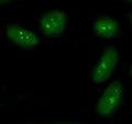 Flow cytometry testing of human MCF7 cells with BRCA1-Associated Protein 1 antibody at 1ug/million cells (blocked with goat sera); Red=cells alone, Green=isotype control, Blue= BRCA1-Associated Protein 1 antibody.