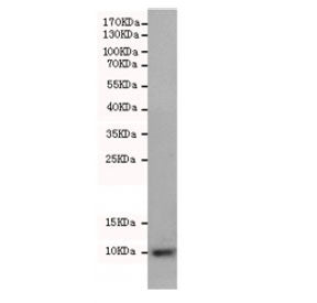 Western blot testing of rat brain lysate with S100 beta antibody at 1:500 diluted. Predicted molecular weight ~11 kDa.
