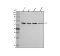 Western blot analysis of PGS1 using anti-PGS1 antibody. Electrophoresis was performed on a 10% SDS-PAGE gel at 80V (Stacking gel) / 120V (Resolving gel) for 2 hours. Lane 1: human SH-SY5Y whole cell lysates, Lane 2: human HEL whole cell lysates, Lane 3: human HepG2 whole cell lysates, Lane 4: rat brain tissue lysates. After electrophoresis, proteins were transferred to a nitrocellulose membrane at 150 mA for 50-90 min. Blocked the membrane with 5% non-fat milk/TBS for 1.5 hour at RT.