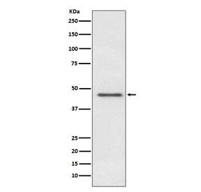 Western blot testing of human HeLa cell lysate with PDHA1 antibody. Predicted molecular weight ~43 kDa.