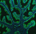 Immunofluorescent staining of BCAP29 using anti-BCAP29 antibody (green). BCAP29 was detected in an immunocytochemical section of U2OS cells. Enzyme antigen retrieval was performed using IHC enzyme antigen retrieval reagent for 15 mins. The cells were blocked with 10% goat serum. And then incubated with 5 ug/ml rabbit anti-BCAP29 antibody overnight at 4oC. DyLight 488 Conjugated Goat Anti-Rabbit IgG was used as secondary antibody at 1:500 dilution and incubated for 30 min at 37oC.
