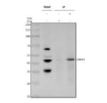 Immunoprecipitating CREB3 in whole cell lysate. Western blot analysis of CREB3 using anti-CREB3 antibody. Lane 1: whole cell lysates (30ug), Lane 2: Rabbit control IgG instead of anti-CREB3 antibody in whole cell lysate, Lane 3: anti-CREB3 antibody (2ug) + whole cell lysate (500ug). After electrophoresis, proteins were transferred to a membrane. Then the membrane was incubated with rabbit anti-CREB3 antibody at a dilution of 0.5 ug/ml and probed with a goat anti-rabbit IgG-HRP secondary antibody.