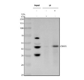 Immunoprecipitating CREB3 in whole cell lysate. Western blot analysis of CREB3 using anti-CREB3 antibody. Lane 1: whole cell lysates (30ug), Lane 2: Rabbit control IgG instead of anti-CREB3 antibody in whole cell lysate, Lane 3: anti-CREB3 antibody (2ug) + whole cell lysate (500ug). After electrophoresis, proteins were transferred to a membrane. Then the membrane was incubated with rabbit anti-CREB3 antibody at a dilution of 0.5 ug/ml and probed with a goat anti-rabbit IgG-HRP secondary antibody.