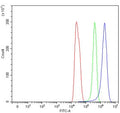 Flow cytometry testing of rat C6 cells with Ccl21 antibody at 1ug/million cells (blocked with goat sera); Red=cells alone, Green=isotype control, Blue= Ccl21 antibody.