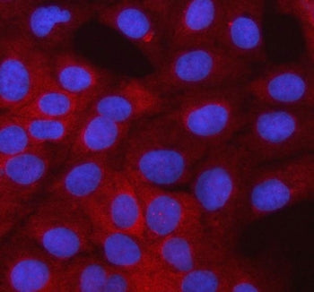 Immunofluorescent staining of FFPE human U-2 OS cells with SMTNL2 antibody (red) and DAPI nuclear stain (blue). HIER: steam section in pH6 citrate buffer for 20 min.