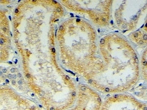 IHC testing of FFPE human kidney with DNAJB9 antibody at 4ug/ml. HIER: steamed with pH6 citrate buffer, HRP-staining.