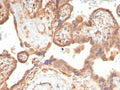 IHC staining of FFPE human placental tissue with Vascular Endothelial Growth Factor antibody (clone VEGFA/7758R). HIER: boil tissue sections in pH 9 10mM Tris with 1mM EDTA for 20 min and allow to cool before testing.