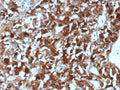 IHC staining of FFPE human adrenal gland tissue with Clusterin antibody (clone CLU/4740). HIER: boil tissue sections in pH 9 10mM Tris with 1mM EDTA for 20 min and allow to cool before testing.