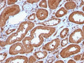 IHC staining of FFPE human kidney with recombinant MTAP antibody. Required HIER: steam section in pH 9 10mM Tris with 1mM EDTA for 20 min and allow to cool prior to staining.