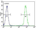 Flow cytometry testing of human HeLa cells with HSC70 antibody; Blue=isotype control, Green= HSC70 antibody.