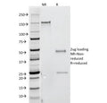 SDS-PAGE analysis of purified, BSA-free Interferon gamma antibody (clone G-23) as confirmation of integrity and purity.