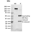 SDS-PAGE analysis of purified, BSA-free SREBP1 antibody (clone SREBP1/1578) as confirmation of integrity and purity.