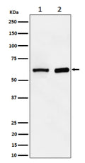 Western blot analysis of ATE1 expression in (1) human HepG2 cell lysate; (2) mouse spleen lysate. Predicted molecular weight ~59 kDa.