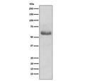 Western blot testing with OCT-2 antibody. Expected molecular weight: isoforms from 43~62 kDa.