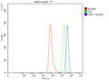 Flow Cytometry analysis of SH-SY5Y cells using anti-ODF1 antibody. Overlay histogram showing SH-SY5Y cells stained with (Blue line). To facilitate intracellular staining, cells were fixed with 4% paraformaldehyde and permeabilized with permeabilization buffer. The cells were blocked with 10% normal goat serum. And then incubated with rabbit anti-ODF1 antibody (1 ug/million cells) for 30 min at 20oC.
