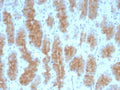 IHC staining of FFPE human stomach tissue with CEACAM1 antibody (clone CEACAM1/4840). HIER: boil tissue sections in pH 9 10mM Tris with 1mM EDTA for 20 min and allow to cool before testing.