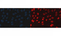 Immunofluorescent staining of FFPE human U-2 OS cells with BAF57 antibody (red) and DAPI nuclear stain (blue). HIER: steam section in pH6 citrate buffer for 20 min.