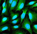 Immunofluorescent staining of SHANK1 using anti-SHANK1 antibody (green). SHANK1 was detected in an immunocytochemical section of U2OS cells. Enzyme antigen retrieval was performed using IHC enzyme antigen retrieval reagent for 15 mins. The cells were blocked with 10% goat serum. And then incubated with 5 ug/ml rabbit anti-SHANK1 antibody overnight at 4oC. DyLight 488 Conjugated Goat Anti-Rabbit IgG was used as secondary antibody at 1:500 dilution and incubated for 30 min at 37oC.
