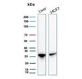 Western blot testing of human liver and MCF7 cell lysate with HSP27 / HSPB1 antibody (clone rHSPB1/7298). Predicted molecular weight: 23-27 kDa.